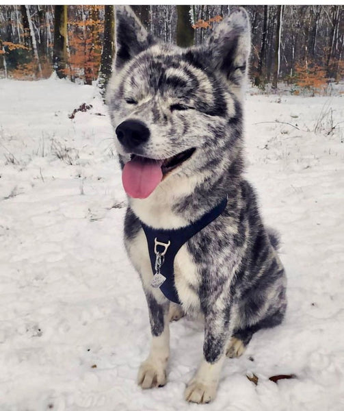 Hand Stamped Hexagonal Dog Tag β Forest & Mountain Design β Brass, Copper or Aluminium Pet Tag