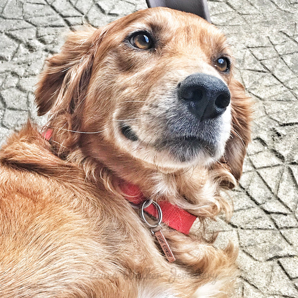 Médaille d'Identité Chien - Barre d'identification pour Chien - Médaille Personnalisée pour Chien