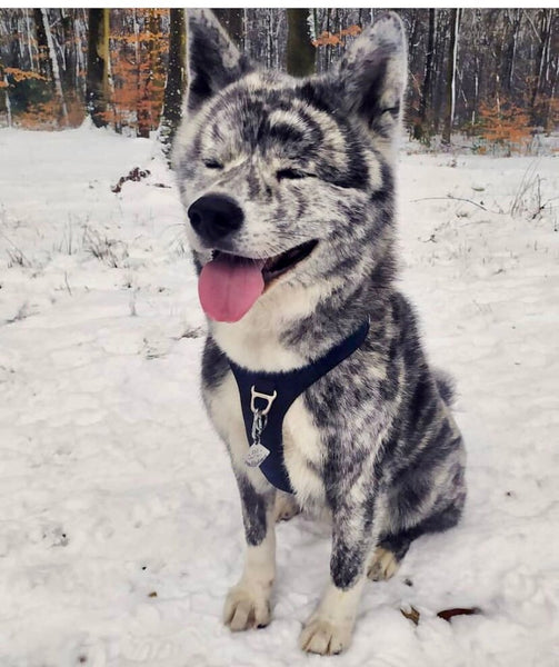 Fait en France, Médaillon Personnalisé, Médaille Chien Montagnes, Médaille Gravée Recto Verso