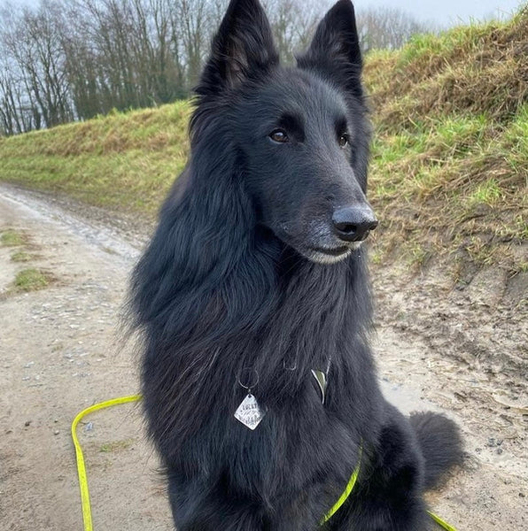 Médaille Personnalisée pour Chien, Personnalisable, Forêt et Montagnes