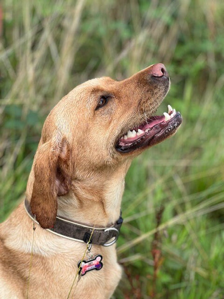 Médaillon d'identité Chien, Médaillon Personnalisé, Médaille Chien Rose, Médaillon Personnalisé Chien