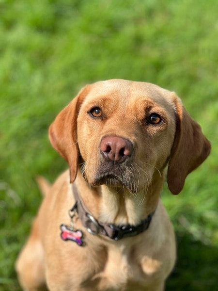 Médaillon d'identité Chien, Médaillon Personnalisé, Médaille Chien Rose, Médaillon Personnalisé Chien