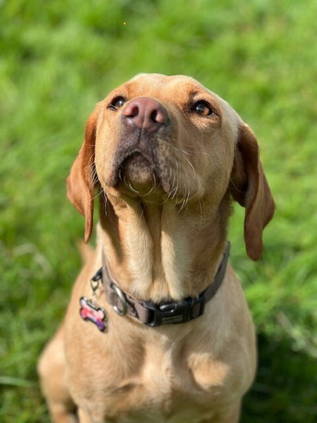 Médaillon d'identité Chien, Médaillon Personnalisé, Médaille Chien Rose, Médaillon Personnalisé Chien