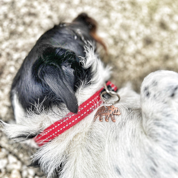 Médaillon d'identité Chien, Médaillon Personnalisé, Médaille en Forme d'Ours