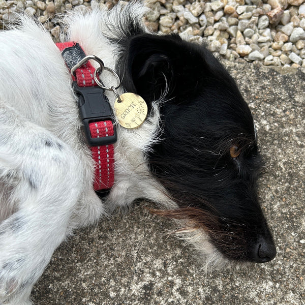 Médaille de Chien Personnalisée - Médaille en Laiton pour Chien - Fleurs et Nature